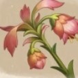 《原神》3.6悼灵花收集路线 卡维突破材料位置及获取方法