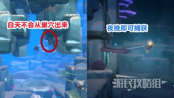 《潜水员戴夫》夜潜解锁方法及夜晚出现鱼类一览 夜晚怎么潜水