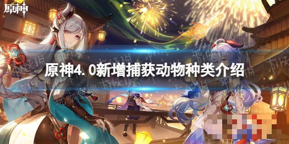《原神》4.0新增捕获动物种类介绍