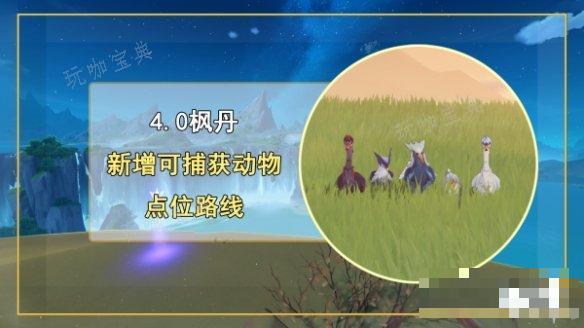 《原神》4.0新增捕获动物种类介绍